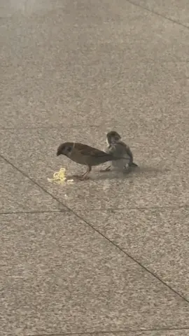 Động vật đáng yêu |. Phần 10 #xuhuong #dongvatdangyeu #animals #dongvat #petlove #foryou #fyp #viral #bird #douyinvideos5 #xh 