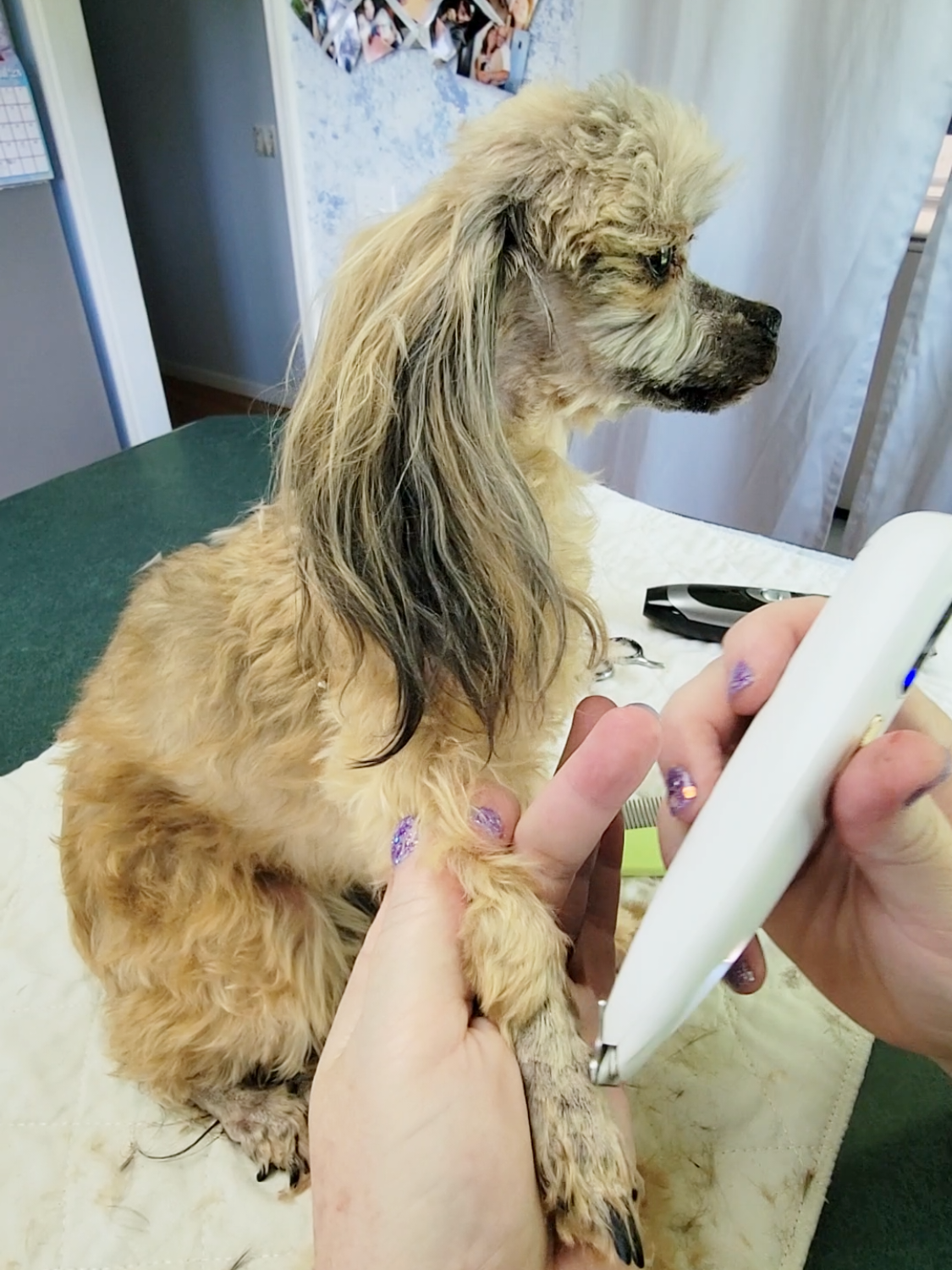 Replying to @iamokiema  Thank you for the question! I deleted Dammits video already, but made you another with Iggy! They are very quiet! My favorite buy off TT yet! #tiktokshop #shopping #groom #clippers #dog  #fyp #dogmom #puppy 