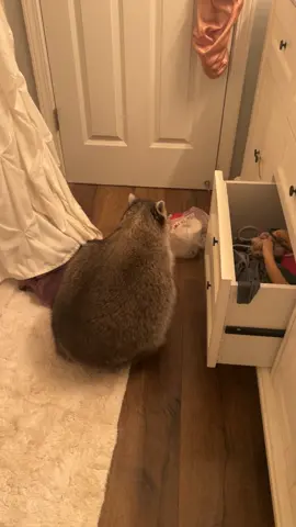 He had so much confidence 🤣 #PetsOfTikTok #pets #confident #fail #raccoonsoftiktok 