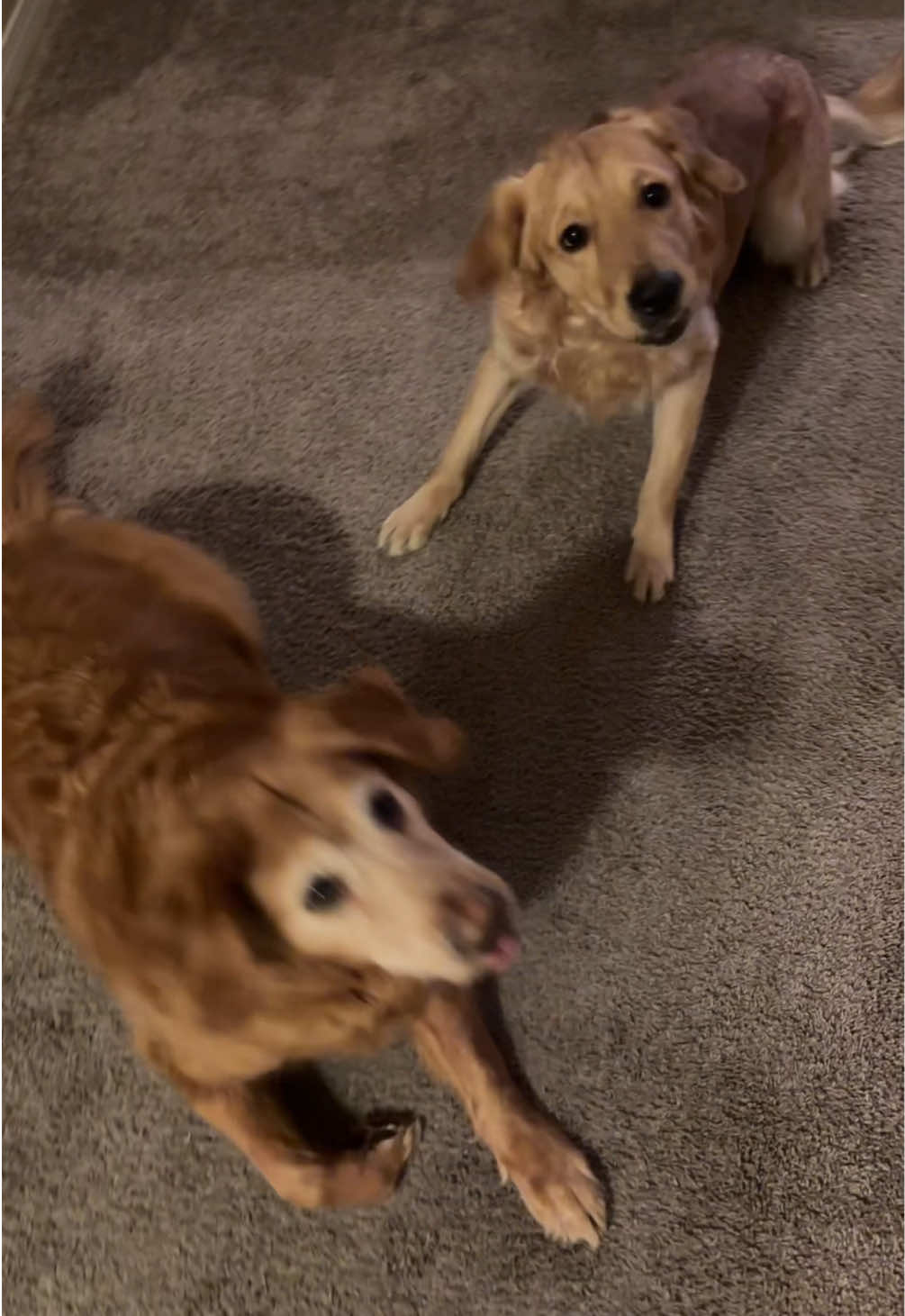The way Kai just slowly falls over kills me. #goldenretrieverlife #PetsOfTikTok #fyp 