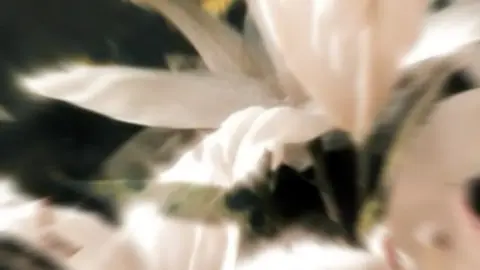 @элли на маковом поле #song #fyp #recommendations #эллинамаковомполе #футболка