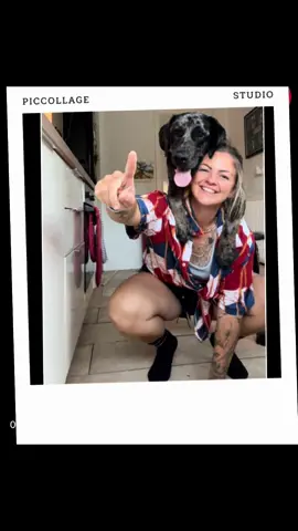 So we aced the ‘selfie’ trick.  📸 😎  #labrador #dog #puppydog #dogsoftiktok #puppytraining #selfie #puppytok #cutedog #smashedit 