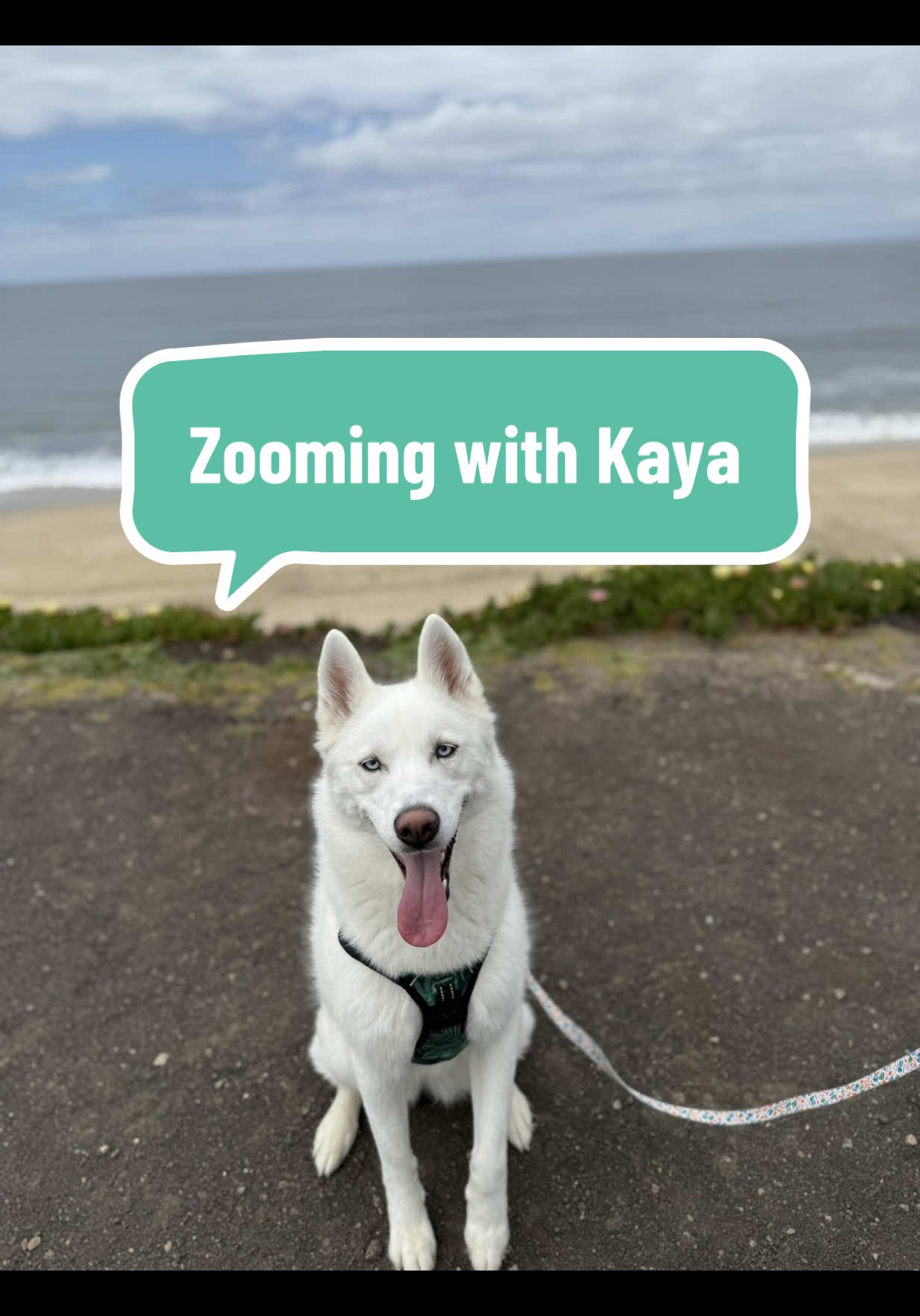 L!nk for leash is now in bio!  Zoomies at the beach 🥰 #dogsoftiktok #huskysoftiktok #husky #beach #beachvibes #dogs 
