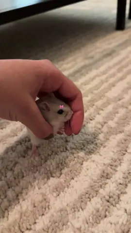 راحت اخر وحده من الدفعه 🥺🤏🏻#fyp #hamster #hamsters #foryou #كيوت #cute 