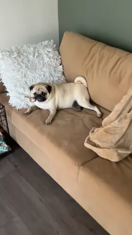 Bad boy #gnocchi #gnocchithepug #goodboy #potato #pugsoftiktok #badboy 