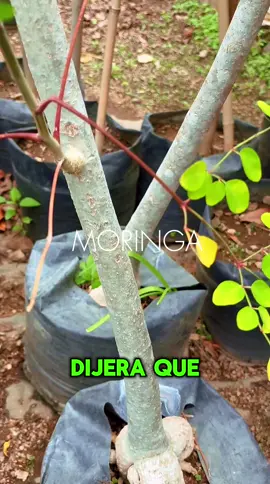 🌳¿Ya conoces el árbol milagroso?  💚El árbol moringa lo tenemos disponible te esperamos en📍En Guadalajara Av. López Mateos #1400 int. A  🔹 Mayoreo y menudeo disponibles. ¡𝐓𝐞 𝐞𝐬𝐩𝐞𝐫𝐚𝐦𝐨𝐬!