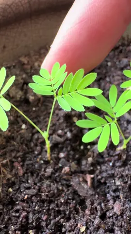 This is Mimosa Pudica, we call it Makahiya in the Philippines, it’s commonly known as Shy or Sensitive Plant. This neat plant is related to peas and beans. What is interesting about this plant is that the compound leaves respond to stimuli such as touch or if lightly shaken, (seismonastic movement) causing them to fold inwards. In response to day and night changes, the leaves fold up and open in the morning. This is referred to as nyctinastic movement and is commonly seen in some leguminous plants. #fyp #mimosapudica #plants #gardening #foryou 