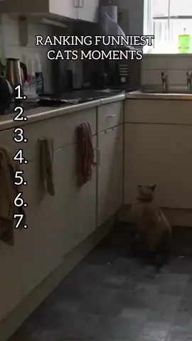 Funniest Cats Moments #funny #america #us #Cats #ranking 