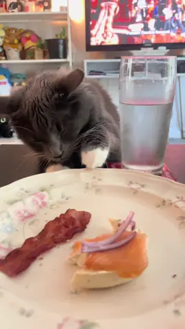 He thinks if he closes his eyes he’s invisible heheh #fyp #cat #catsoftiktok #catlover 