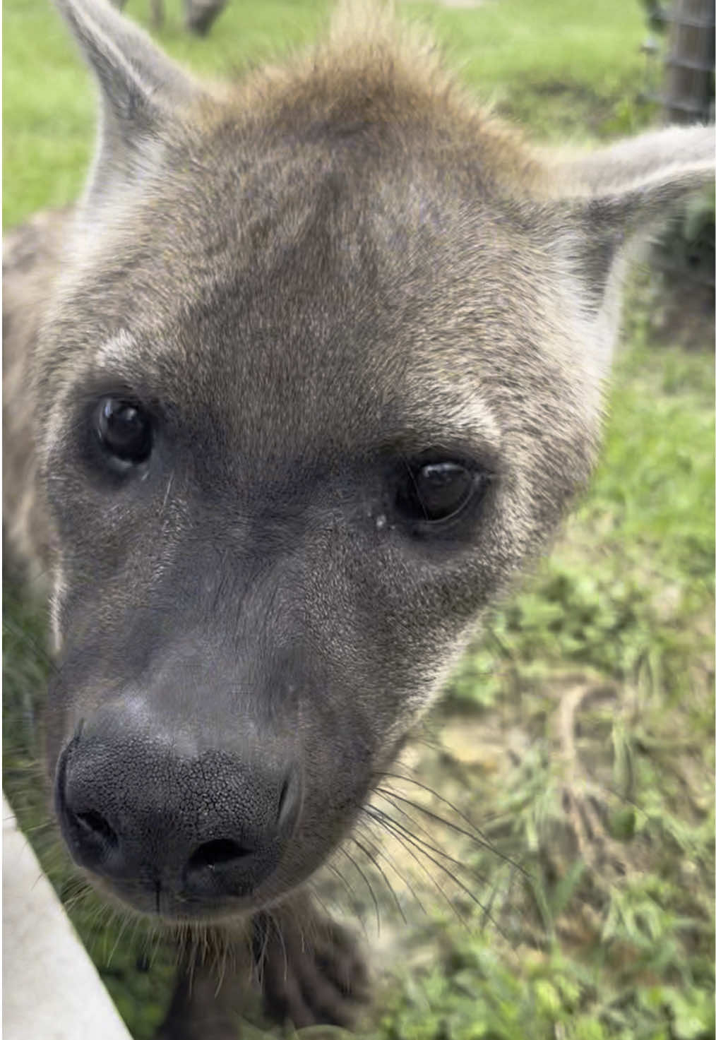 No work gets done  #hyena #yeena #spottedhyena #hyenatok #zoolife 