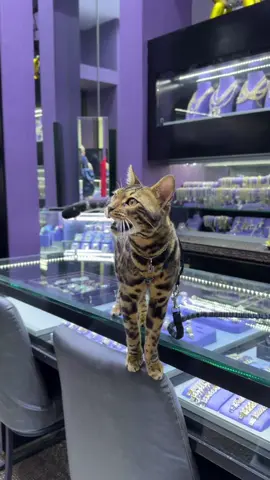 Luxury kitty #bengalcat #leopardcat #foreignbengals #snowbengal #fyppp 