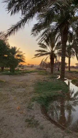 اصوات الطبيعة من المزرعة في #جبال_قطن #القصيم  #الصباح #شروق_الشمس  #تيك #اكسبلورexplore 