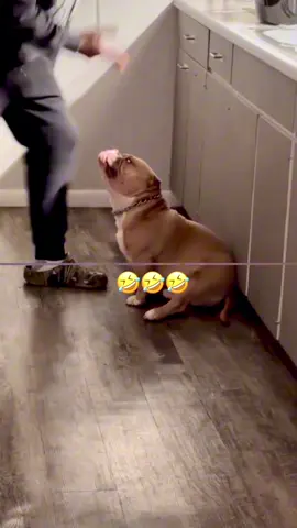 “Funny Talking Pets Compilation” #funnyvideos #animalsoftiktok #voiceover #dogsoftiktok #catsoftiktok #PetsOfTikTok 