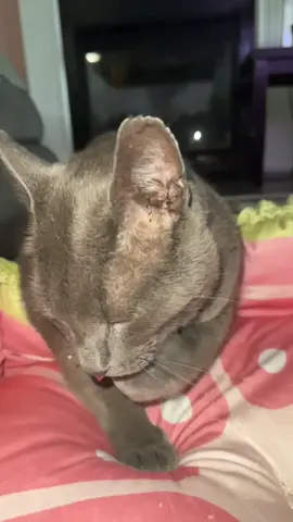 #graycat #mean #cat 