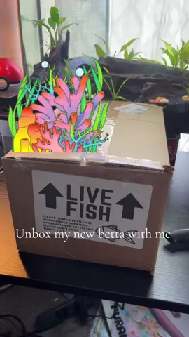 Unboxing my stunning new betta from Tucky’s Bettas! 🐉— he’s finally home and starting to explore his new planted tank 💧 I’ll have to say their packaging, quality of the fish and customer service was top tier! Definitely will order from @Tuckysbettas again #BettaUnboxing #NewFishVibes