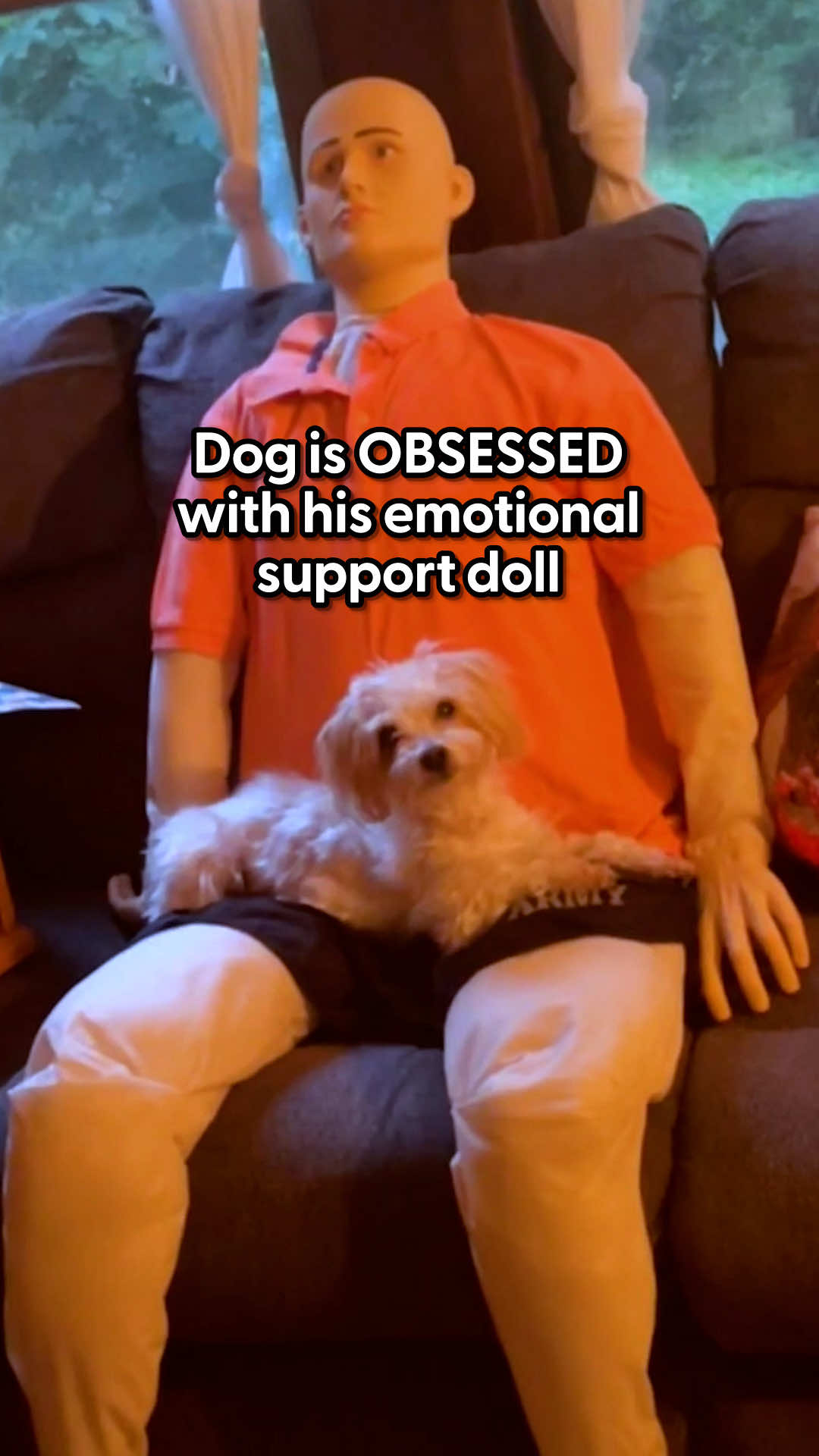 They even bring him along for car rides 😂 Gus' mom, @KickRocks&LickSocks told us how he had really bad separation anxiety and nothing worked until Freddy came along, and how even the cat likes him!