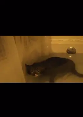 mlem day 2  #mlemcat#cats#mlemcatforlife#catmemes#fyp