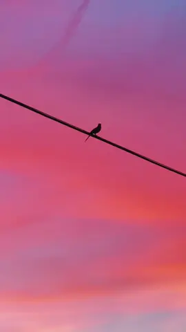 looks like my childhood notebooks 🌈 ✨🩷🦄🫧 #lisafrank #lisafrankvibes #sarasota #siestakey #siestakeybeach 