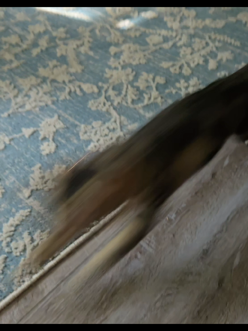 #catsoftiktok 