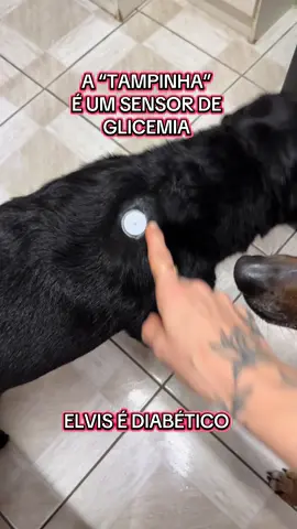 Muitas pessoas não sabem o que é, pois é difícil ver um sensor em seres humanos, imagina em um cachorro, mas isso evita de ter que furar ele várias vezes ao dia para fazer controle da glicose e ajuste da insulina.  #freestylelibre #diabetes #cao 