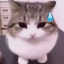 💧💧💧 #catcore #kitty #cats #catsoftiktok #catcore🐈 #catmeme #catviral #fyp #toletole #fyp 