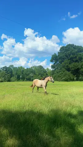 🫶🏼  #horses #horsesoftiktok 