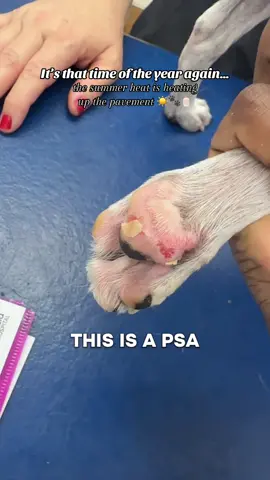 🚨PSA: If the pavement’s too hot for your hand, it’s too hot for their paws 🐾🔥 Let’s keep our pups safe this summer! #VetStudent #DogSafety #HotPavement #SummerTips #PetCare #DogMom #DogDad #VeterinaryMedicine #PawProtection #DogLover #PSA #PetSafety #AnimalWelfare