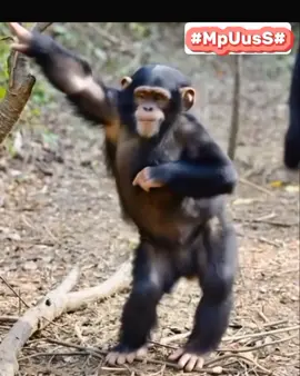 Ngilangin stres joget ajalah si Tomi #fyp #tiktok #viral #tiktokviral #trending #trendingtiktok #viraltiktok 