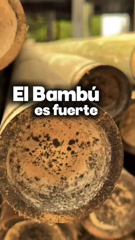 Durabilidad garantizada, desde nuestra fábrica. 🎋  #bambuver #bambu #fabrica #durabilidad #sostenible #MaterialResistente #hustusco #parati