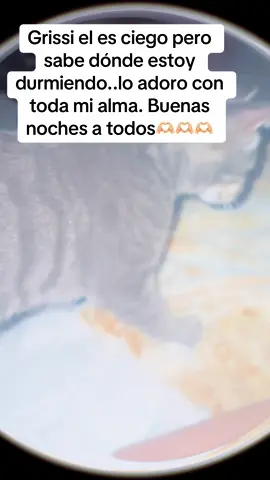 Único…#gatosmallorca #parati #foruyou #gatosciegos #michistiktok #gatostiktokers #michisvirales 