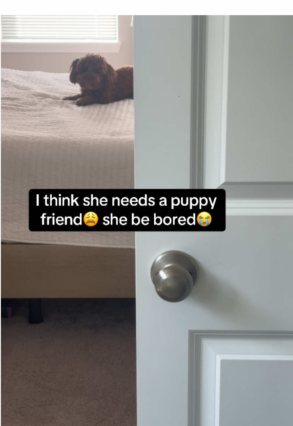 I think she needs a puppy friend😩 She be bored🤣#creatorsearchinsights #Fyp #Puppy #Funny