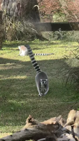 Rei julian!  Lêmures são tão fofos!❤️💕 #reijulian #madagascar #eumeremexomuito #lemure #lemures #animaliapark #fyppppppppppppppppppppppp #vaiprofy #fy #fyp 