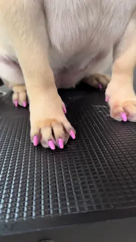 De Rosa🎀 #pug #pugsoftiktok #puglife #pugpuppy #pink #rosa #nailtok #dogsoftiktok #dogtokers #grooming #chciago 
