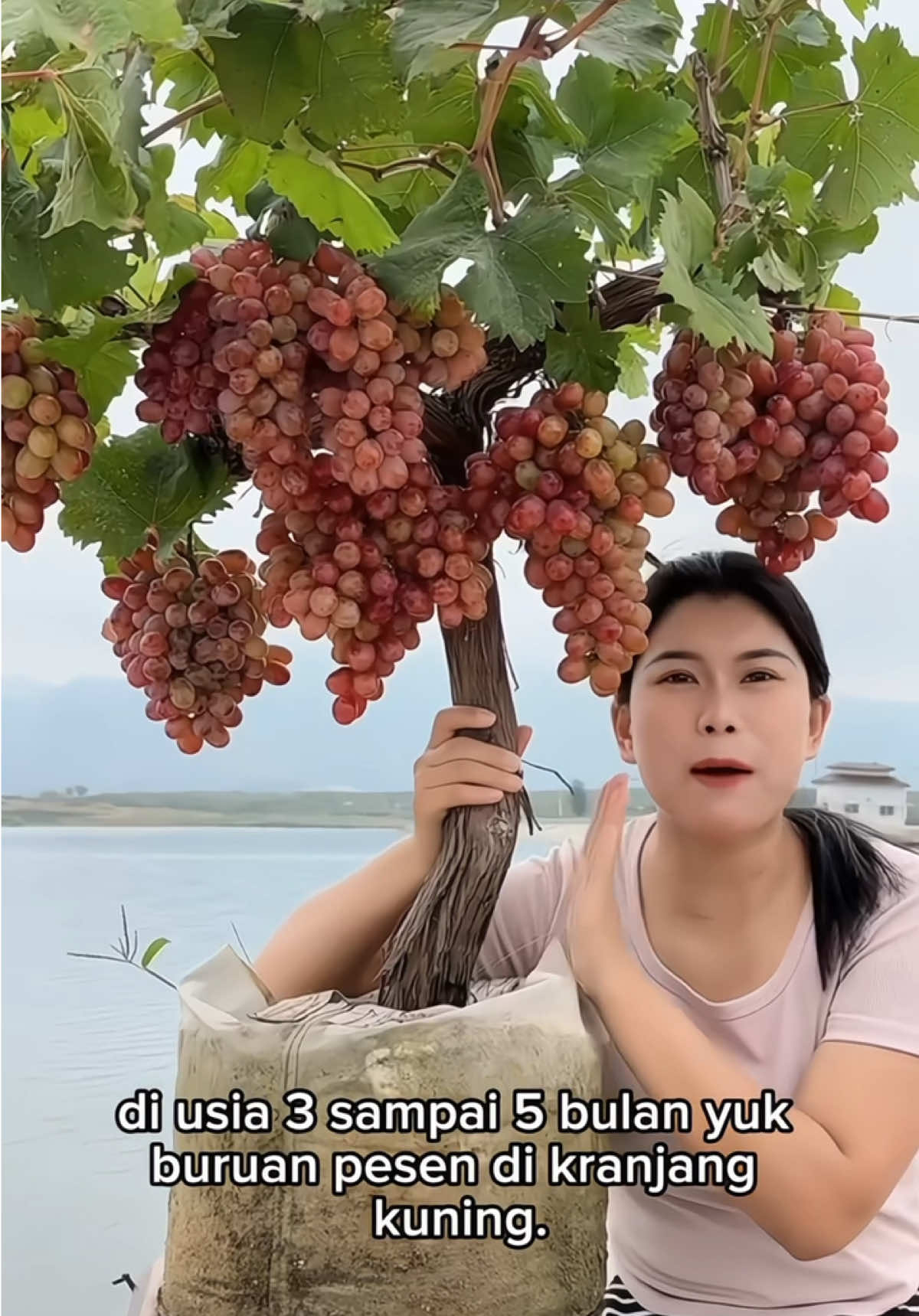 Buah anggur premium siap tanam ya kak #fypシ  #fypage  #tanamanlangka  #anggurimport  #tranding 