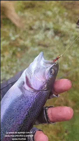 Pesca de truchas con mosca y flotador #pescadetruchas #pescadeportiva🐟😊cajas_cuenca_ecuador #pescaconmosca #pescadeportiva #pesca #trucha 