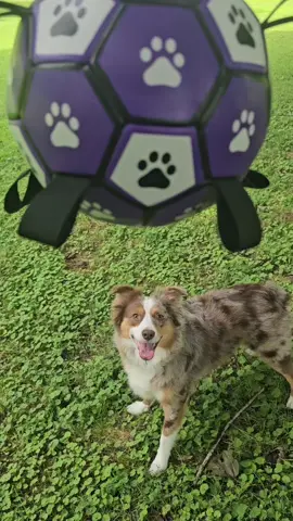 Outdoor or Indoor fun can be had with this soft interactive soccer ball 3 sizes from Small-Large!#dogtok #miniaussiesoftiktok #AustralianShepherd 