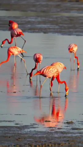 Flamingo adalah spesies burung berkaki panjang dalam famili Phoenicopteridae, yang menjadi satu-satunya famili dalam ordo Phoenicopteriformes. Kata flamingo berasal dari kata Spanyol 'flamengo', bentuk awal dari 'flamenco'. Kata-kata ini berasal dari kata Latin flamma, yang berarti 'api'. #flamingo #animals #videoai #foryou #fyp 