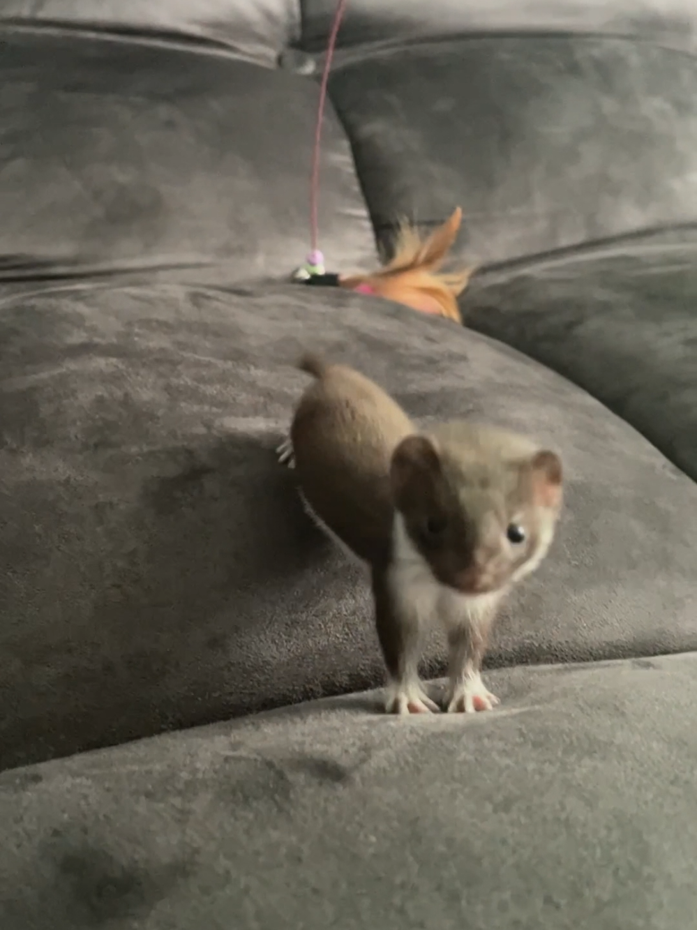 #shanispaws #weazel #pet