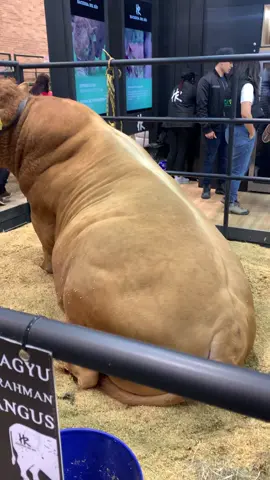 #agroexpo2025 #corferias #ganado #wagyu #fypシ゚ #parati #viral_video 