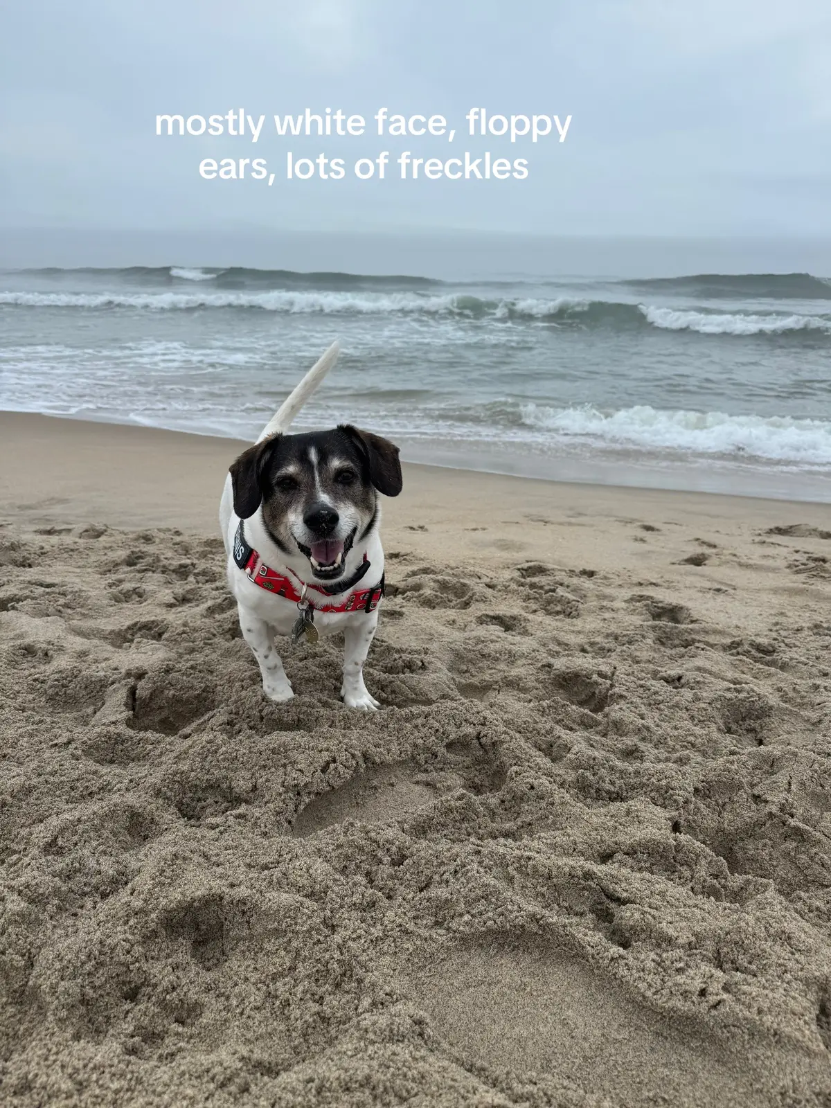 we adopted Dennis when he was four months old… and now he’s ten. his ears used to stick straight out and he used to be much darker. He’s gained some greys and some lumps and bumps but he is still the best boy ever. #dogs #dogmom #seniordog #rescuedog 