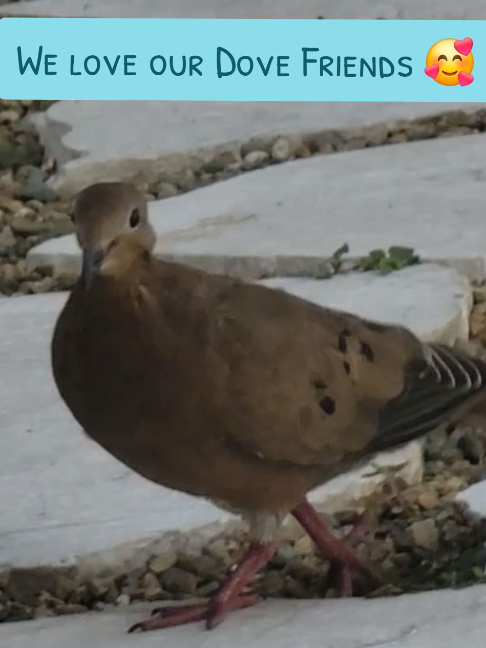 This is 100% another dove (not the usual visitor), but I'm even happier about that! Now there's 3 different ones that hang out with us in our backyard :) #BirdTok #MourningDove #Dove #Cute #AnimalFriends 