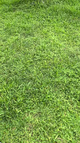 Fresh, clean, musky, slightly metallic scent in the signature Spicebomb packaging in a shiny, metallic finish. Overall a good scent to start with, everyday wear, and going out. Pretty versatile scent to wear. #complimentary #Spicebomb #spicebombmetallicmusk @influenster @Viktor&Rolf Fragrances 