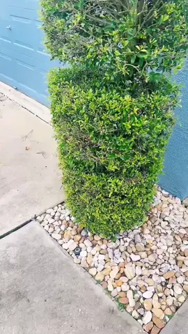Removed a few little guys from some soffits. My cleint actually pet it! #floridacheck #trending #dadsoftiktok #PetsOfTikTok #rehab 