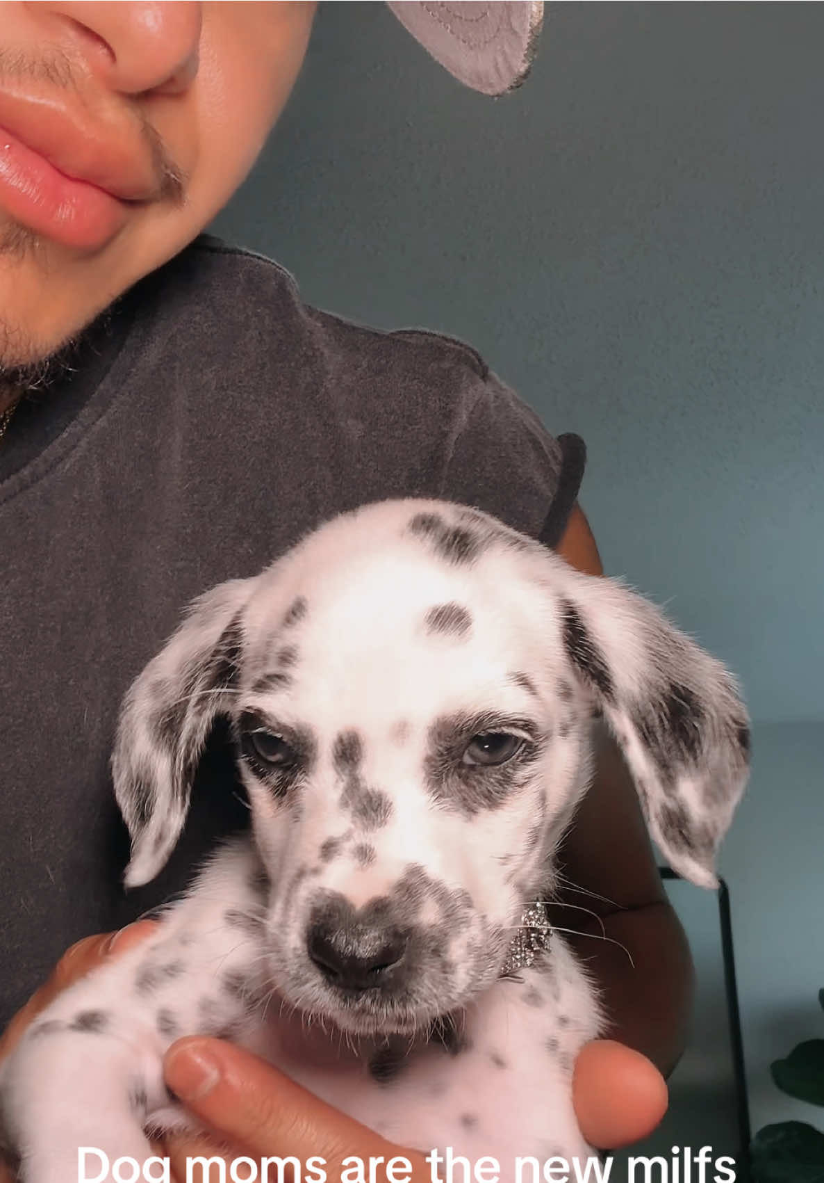 DIOR has such a cunt stare😮‍💨 #dogmom #dalmatian #fypシ #gaydad 
