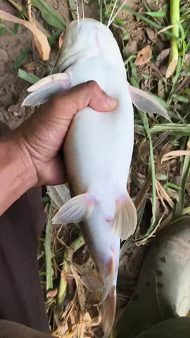 ikan baung #yogyakarta #mancingliar #video #fyp 