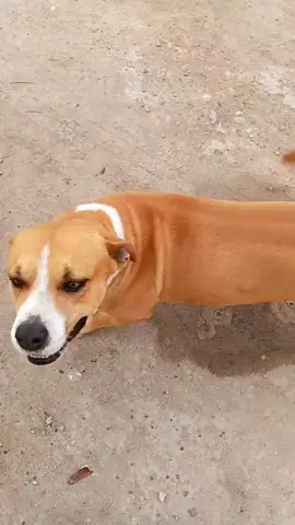 Llegar de lejos y que tu no nos reciviste esta vez dolio lucitas 🥺💔