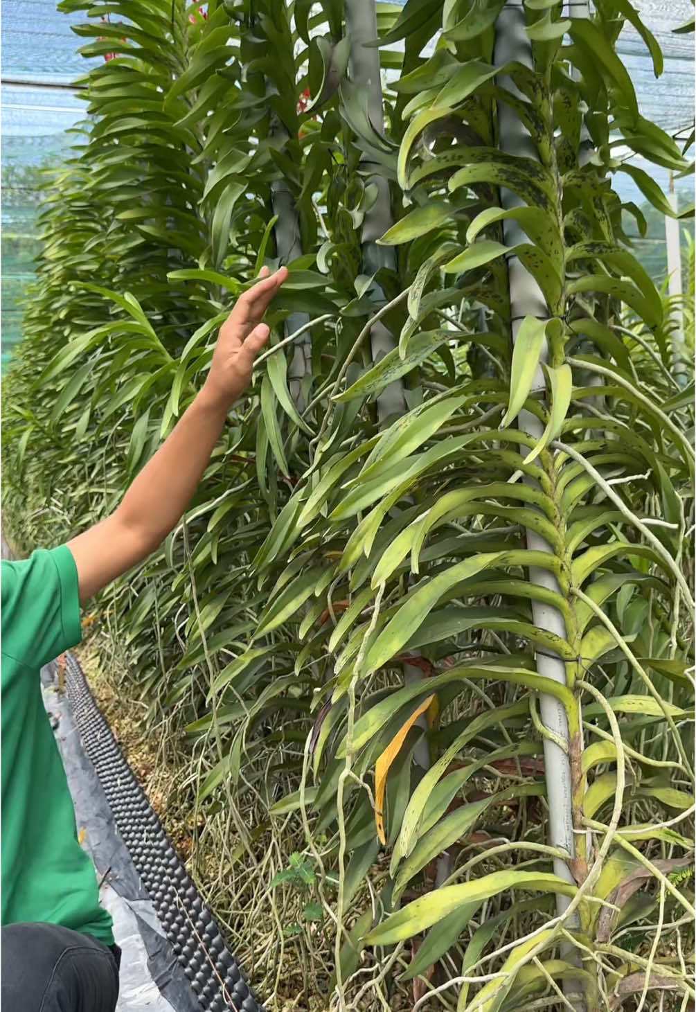 Nhân giống và cách chăm sóc lan Mokara khi mua 3 tặng 2 #combo8 #meochamcay #phonglan #trongcay #lamvuon #landonthan 