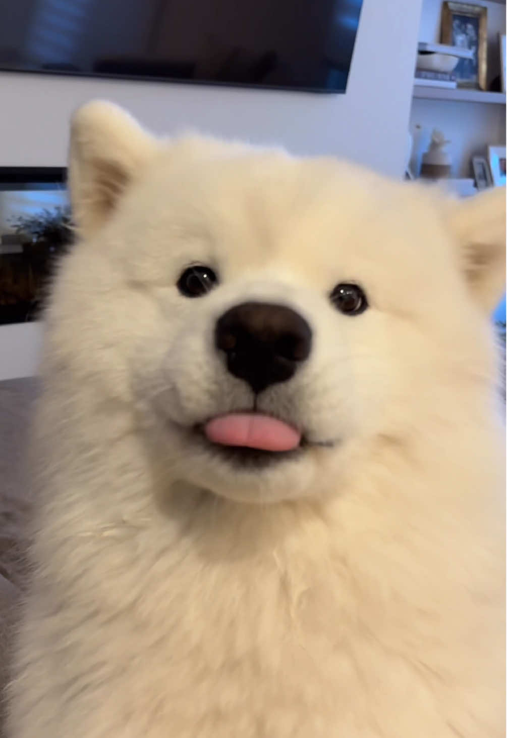 Have you ever seen a creature this majestic? 🧁☁️