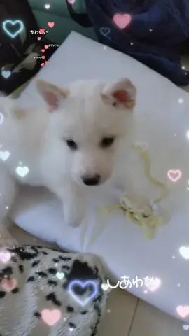 パピー期特集❤ 懐かしい〜 #柴犬 #白柴 #豆柴  #シェットランドシープドッグ #シェルティ  #仔犬 #愛犬 