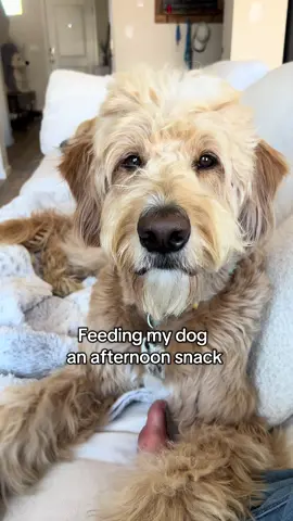Let’s feed my dog some snacks #cutedog #goldendoodle #asmr #dogsoftiktok 